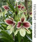 Garden image of dark red, white and green Hippeastrum Papilio in full bloom.