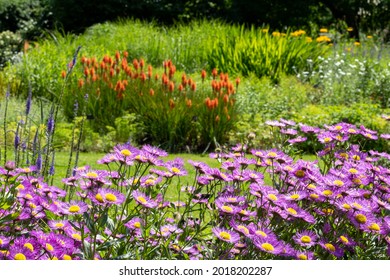 Garden influenced by the naturalistic planting of the New Perennial movement, with emphasis on layering, structure, form and wide colour palette. Pink chrysanthamums in the foreground. - Shutterstock ID 2018202287