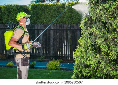 Garden Insecticide by Spraying. Caucasian Worker in His 30s Spraying Garden Trees Using Professional Equipment to Kill Insects.