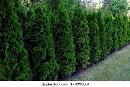 Garden Juniper, A Row Of Trees