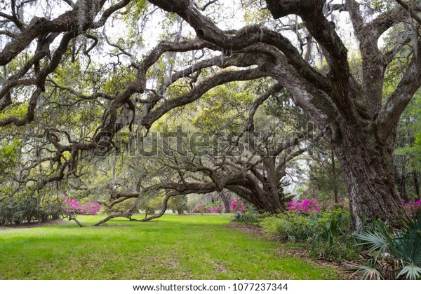 Garden Landscape Magnolia Plantation Gardens Charleston Stock