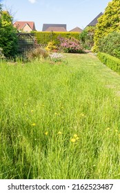 A Garden Lawn In No Mow May