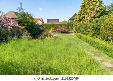 A Garden Lawn In No Mow May