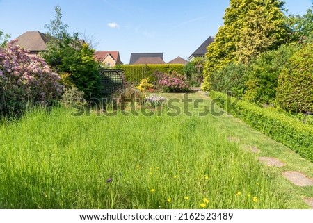 A garden lawn in No Mow May