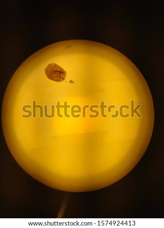 Image, Stock Photo Marieni on the move