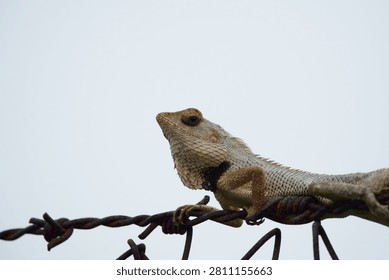 A garden lizard basking on top of a chain-link fence