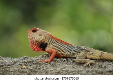 Garden lizard close up view