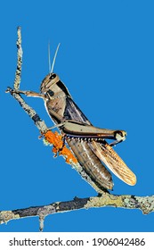 A Garden Locust (Acanthacris Ruficornis) Sitting On A Branch, South Africa
