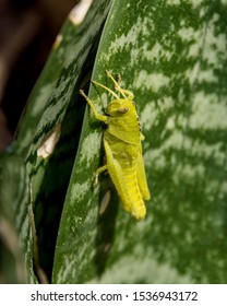 A Garden Locust Nymph On An Aloe In Southern Africa