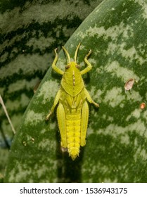 A Garden Locust Nymph On An Aloe In Southern Africa