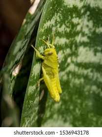 A Garden Locust Nymph On An Aloe In Southern Africa