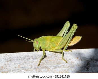 A Garden Locust Nymph In Southern Africa