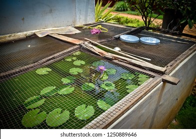garden with lotus flower plants in a caged fish pond in karnataka mysore india - Shutterstock ID 1250889646