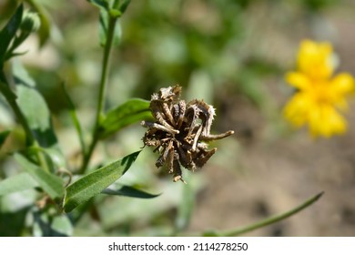 5,196 Marigold seed Images, Stock Photos & Vectors | Shutterstock