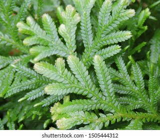 Garden Moss Plant Thuidium Delicatulum Family Stock Photo 1505444312 ...