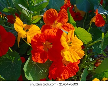 Garden Nasturtiums Need To Be Grown In A Position In Full Sun. They Grow Best In Reasonably Poor, Well-drained Soil.