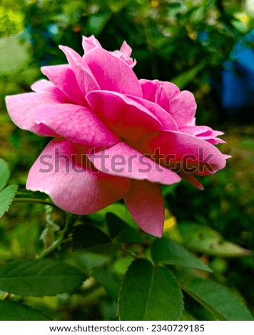 Garden Natural Beautiful rose flower edited