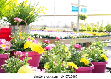 Garden Nursery Center Filled With Buttercups, Daffodils And Pansy Flowers In The Spring. 