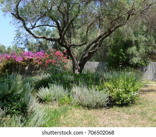 Garden With Olive Tree And Bougainvilleas