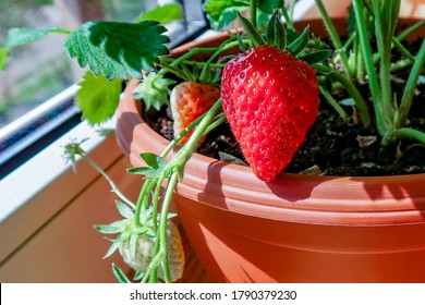 Garden on the balcony. First harvest of berries. Strawberries in flowerpots at home. Gardening on the Balcony