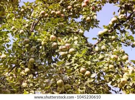 Similar – Image, Stock Photo ripe apples on a tree