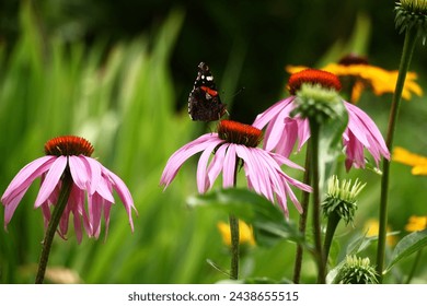 In a garden on a large flower of a echinacea motley beautiful butterfly sit.