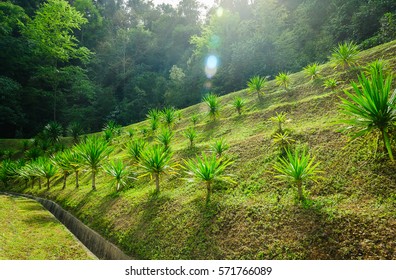 The Garden Is On A Slope. Sunlight Shines On The Front