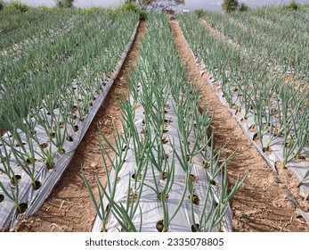 Garden Onion Plant. Garlic plant in the garden. onion garden in vegetable field. - Shutterstock ID 2335078805