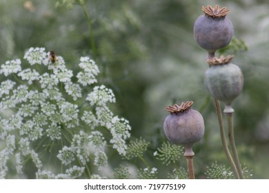 A Garden Of Opium Poppies And Eltrot Or Heracleum Sphondylium With A Bee Gently Taking Nectar.