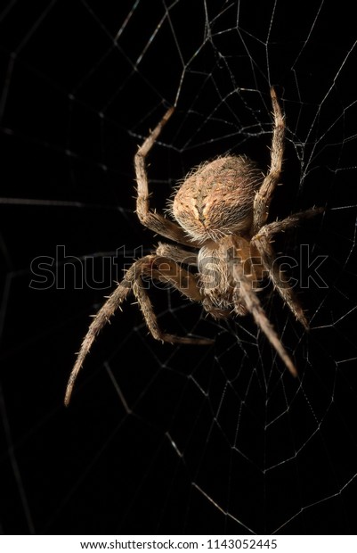 Garden Orb Weaver Neoscona Crucifera East Stock Photo Edit Now