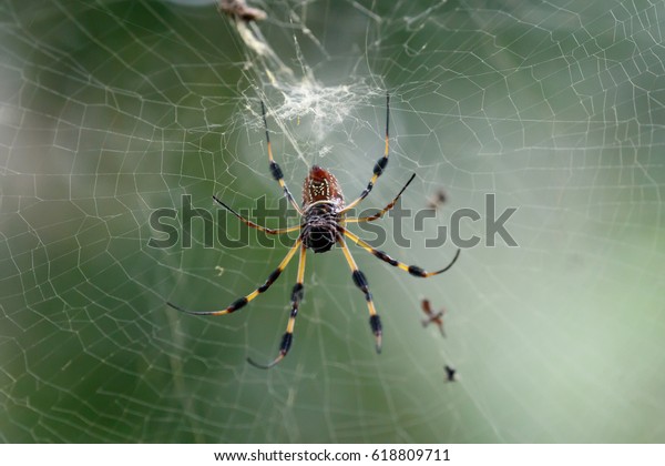 Garden Orb Weaver Spider Florida Usa Stock Photo Edit Now 618809711