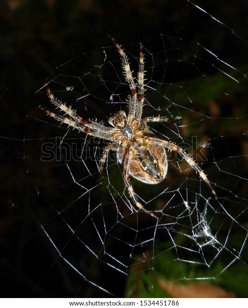 Garden Orb Weaver Spider Lurking Prey Stock Photo Edit Now