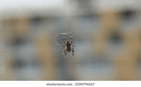 Jardín Orb Weaver araña con vistas al edificio de apartamentos
