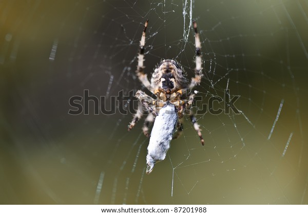 Garden Orb Weaver Spider Prey Stock Photo Edit Now 87201988