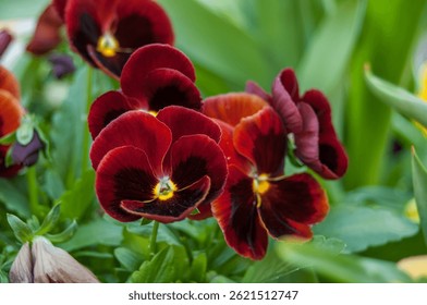 Bragas de jardín, violeta (Viola ×wittrockiana Games), pétalos de flores multicolores en entorno natural, en flor completa de cerca, flores de primavera elegantes y decorativas en color púrpura