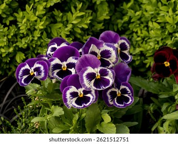 Plantillas de jardín, violeta (Viola ×wittrockiana Games), pétalos de flores multicolores en el entorno natural, en flor de cerca, flores de primavera elegantes y decorativas en diferentes colores