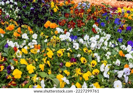 The garden pansy is a type of large-flowered hybrid plant cultivated as a garden flower from several species in the section Melanium of the genus Viola, 
