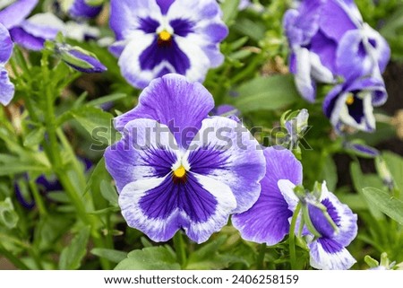 A garden pansy (Viola × wittrockiana), a type of polychromatic large-flowered hybrid plant cultivated as a garden flower ストックフォト © 