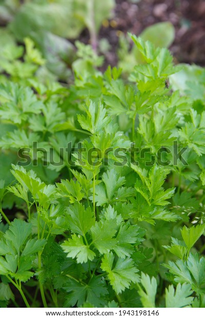 Garden parsley, Petroselinum crispum, crispum\
neapolitanum,  Flat leaf\
parsley