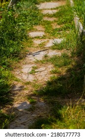 Garden Path Made Of Tiles Overgrown With Grass In Summer.