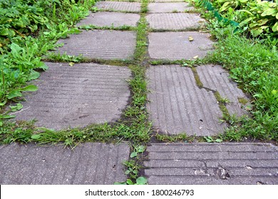 Garden Path Overgrown With Grass