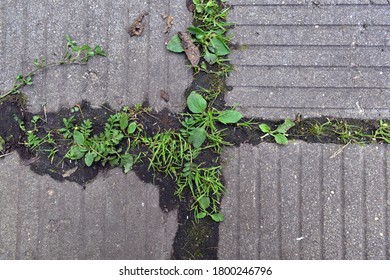 Garden Path Overgrown With Grass