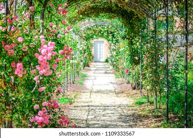 Garden path with roses on arches.