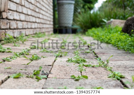 Garden path with weeds growing between pavers on an overcast autumn afternoon, intentional background blur