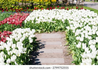 A garden path winds between beds of white tulips with red flowers blooming in the spring sunshine behind them.