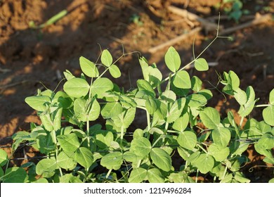 Garden Pea Or Pisum Sativum