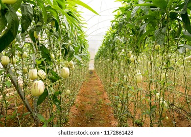 Garden Pepino melon in the greenhouse prepared for harvest in the town of Dalat, Vietnam