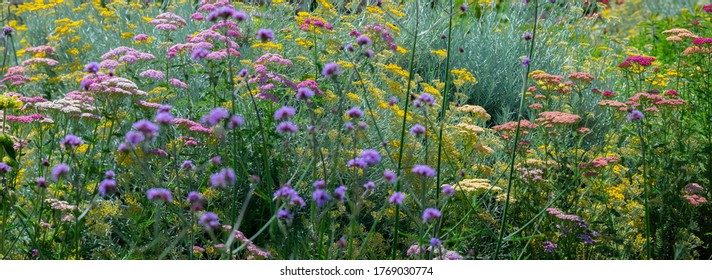 Garden With Perennials Flowers Close Up