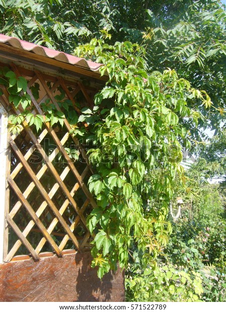 Garden Pergola Wild Grapes Stock Photo Edit Now 571522789