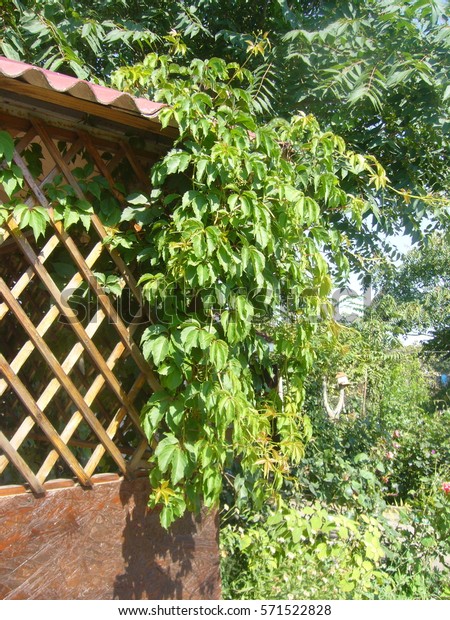 Garden Pergola Wild Grapes Stock Photo Edit Now 571522828